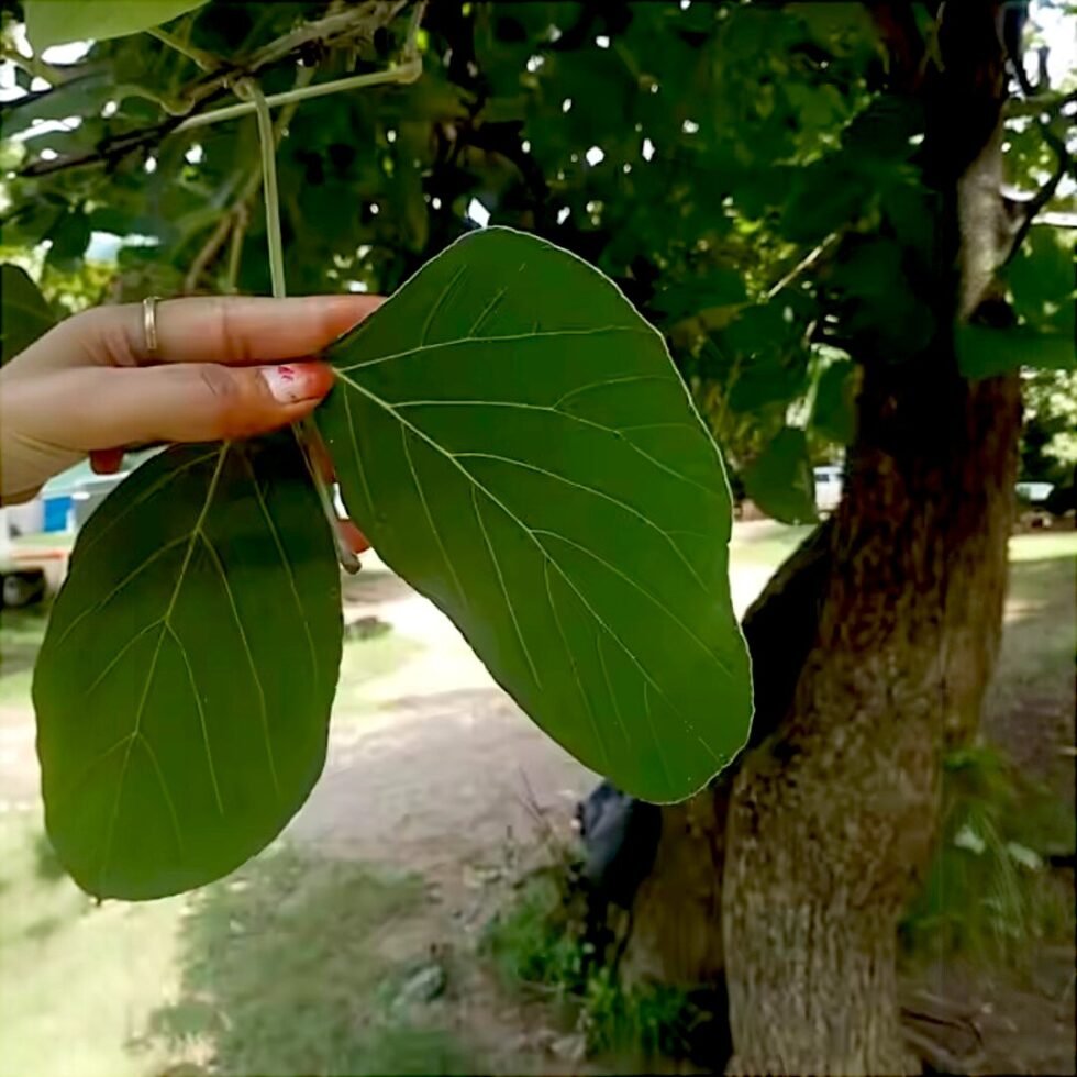 Himachali Dham Disposal Palash Leaf Plates - Bio-Degradable & Stylish - Eco Friendly- Hand made 3- Himachalbox.com