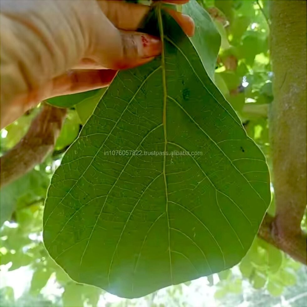 Himachali Dham Disposal Palash Leaf Plates - Bio-Degradable & Stylish - Eco Friendly- Hand made 3- Himachalbox.com