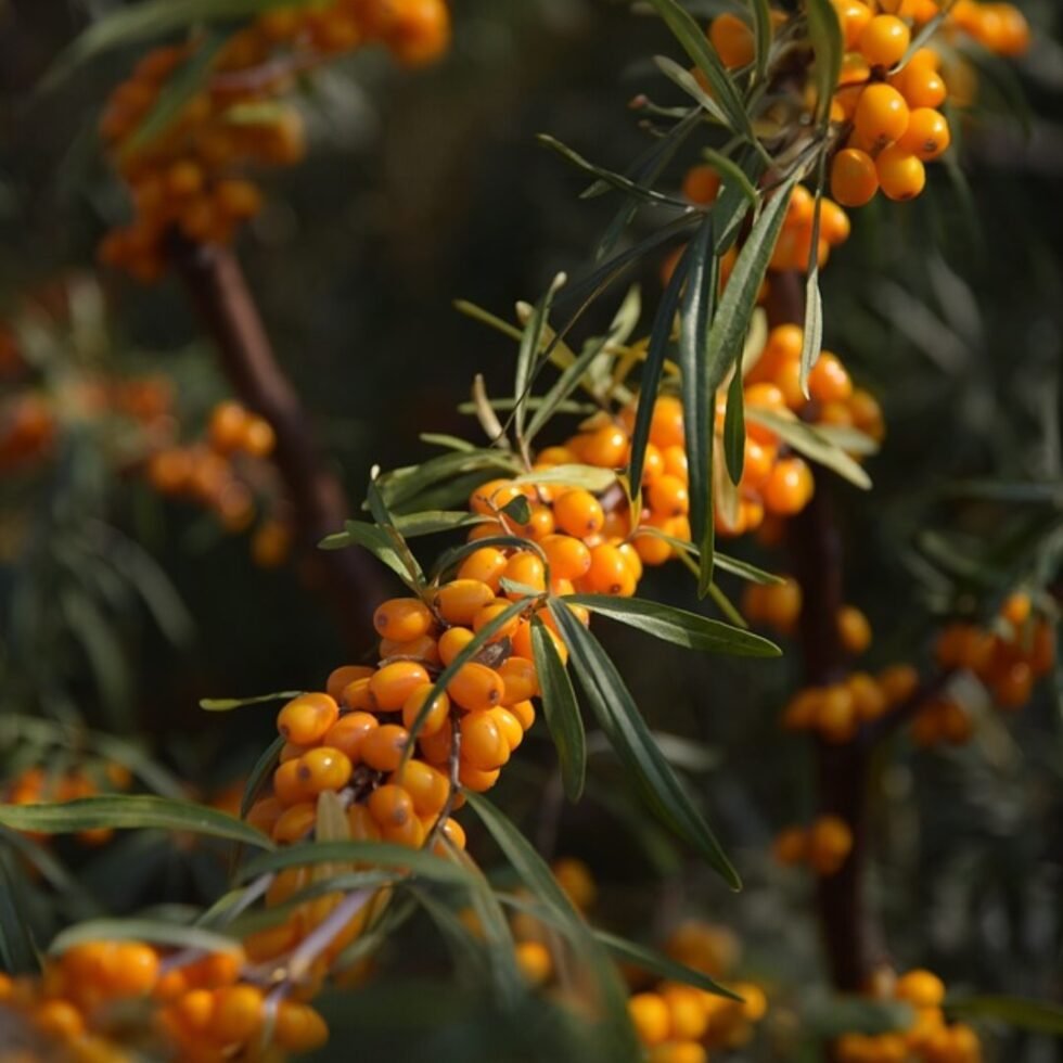 Seabuckthorn Pulp Juice – Himalayan Superfruit Beverage​ - Himachalbox.com