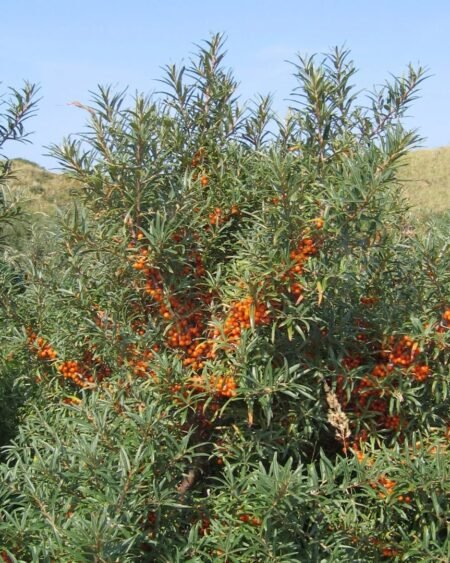 Seabuckthorn Pulp Juice – Himalayan Superfruit Beverage​ - Himachalbox.com
