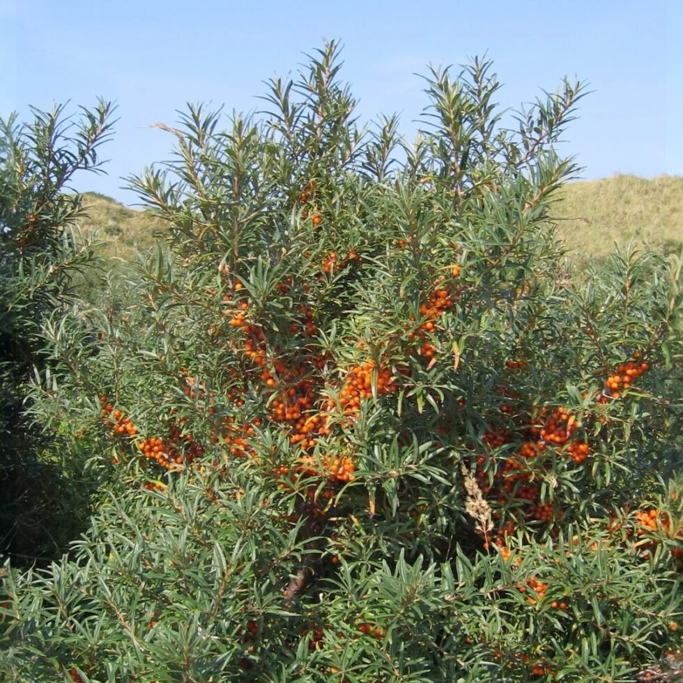 Seabuckthorn Pulp Juice – Himalayan Superfruit Beverage​ - Himachalbox.com