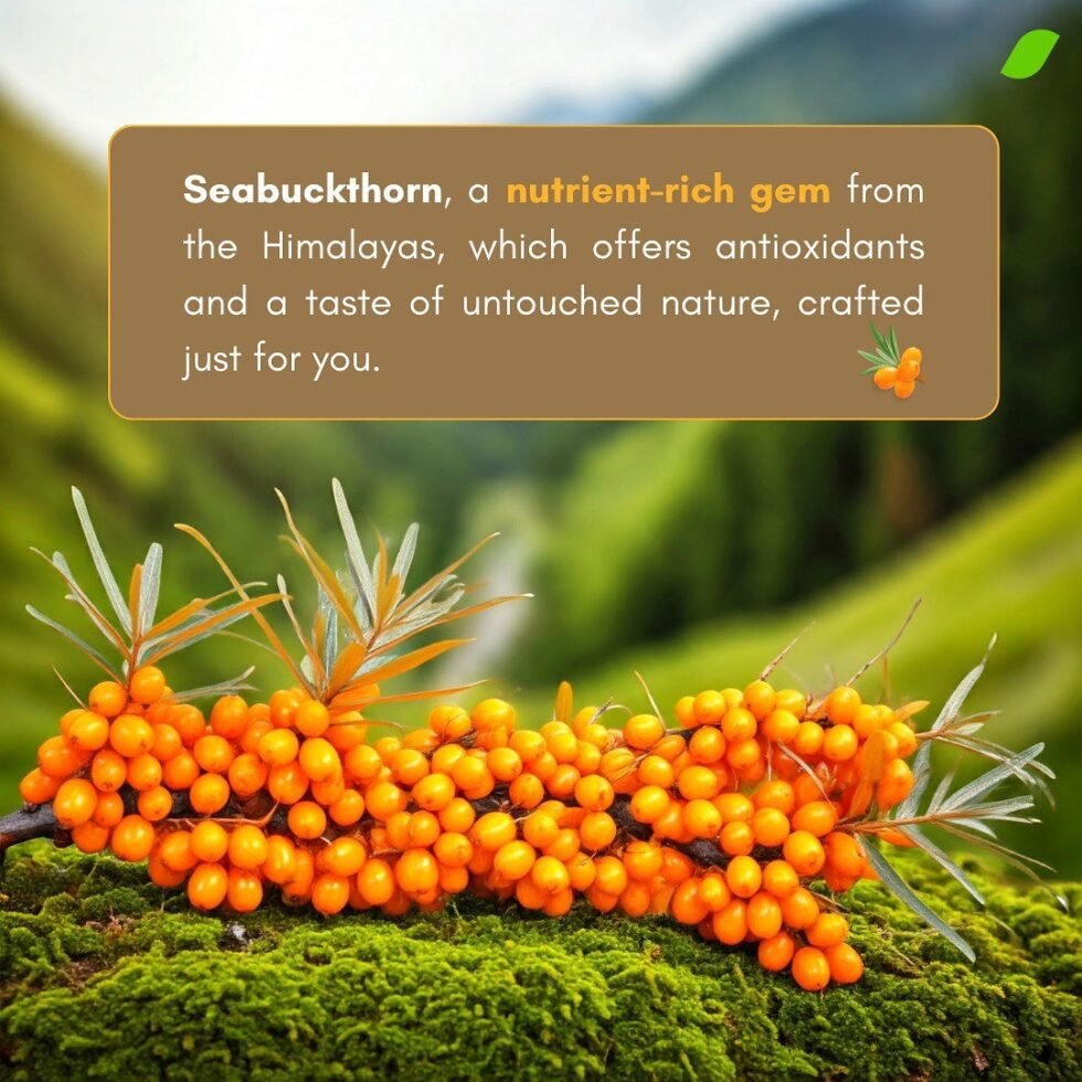 Seabuckthorn Pulp Juice – Himalayan Superfruit Beverage​ - Himachalbox.com
