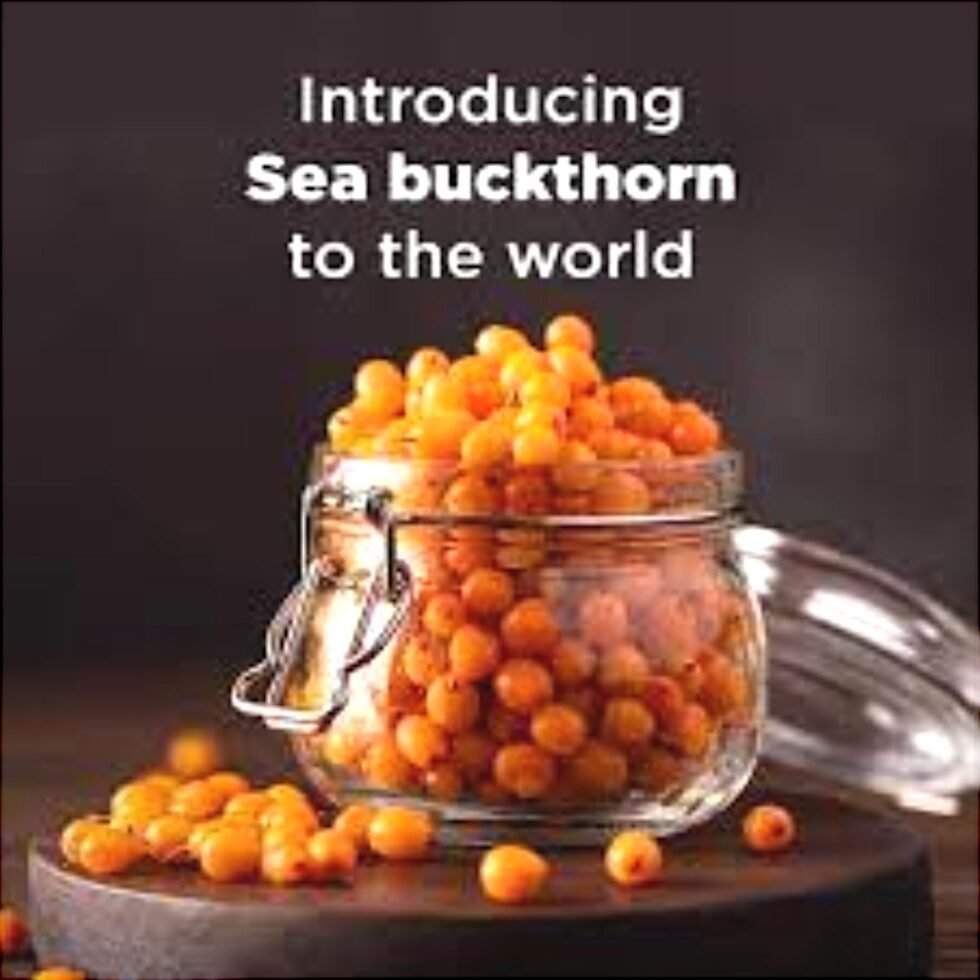 Seabuckthorn Pulp Juice – Himalayan Superfruit Beverage​ - Himachalbox.com