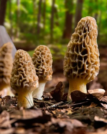 Himachal Wild Guchhi Morel Mushroom from Kullu Manali