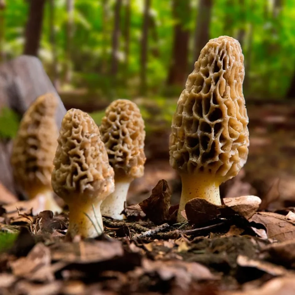 Himachal Wild Guchhi Morel Mushroom from Kullu Manali
