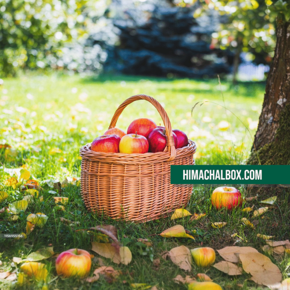 Hiamchal Apples Jam - Home made - No Chemical - Order FromHimachalbox.com