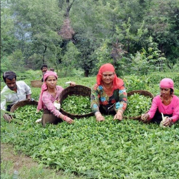 Himachal Box Pure Kangra Tea- hand Picked From himalaya
