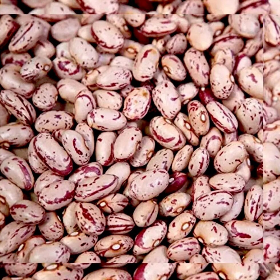 Organic Chitra Rajma From Mountains from Chamba Kinnaur - Local Grown Hand Picked - Himachalbox.com