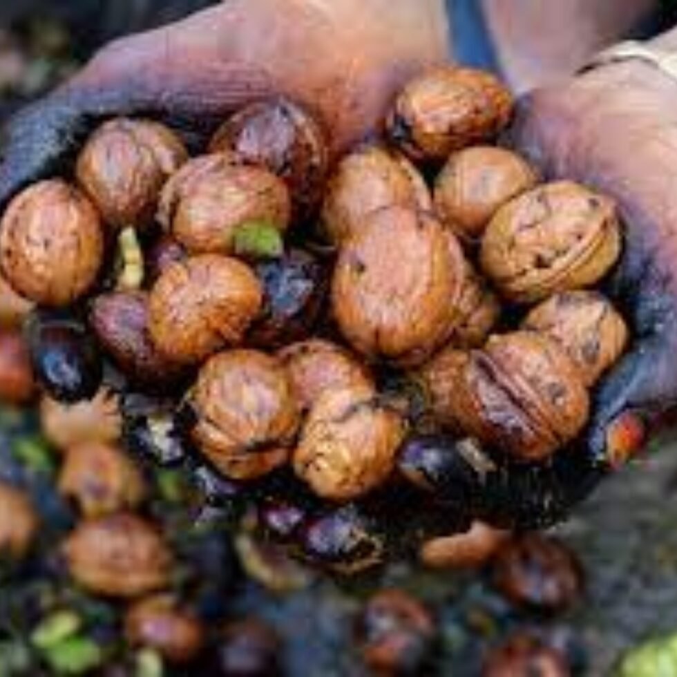 Premium Himalayan Organic Walnuts (Akhrot) Kagzi– 100% Natural & Handpicked