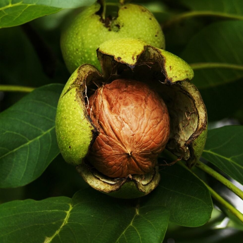 Premium Himalayan Organic Walnuts (Akhrot) Kagzi– 100% Natural & Handpicked