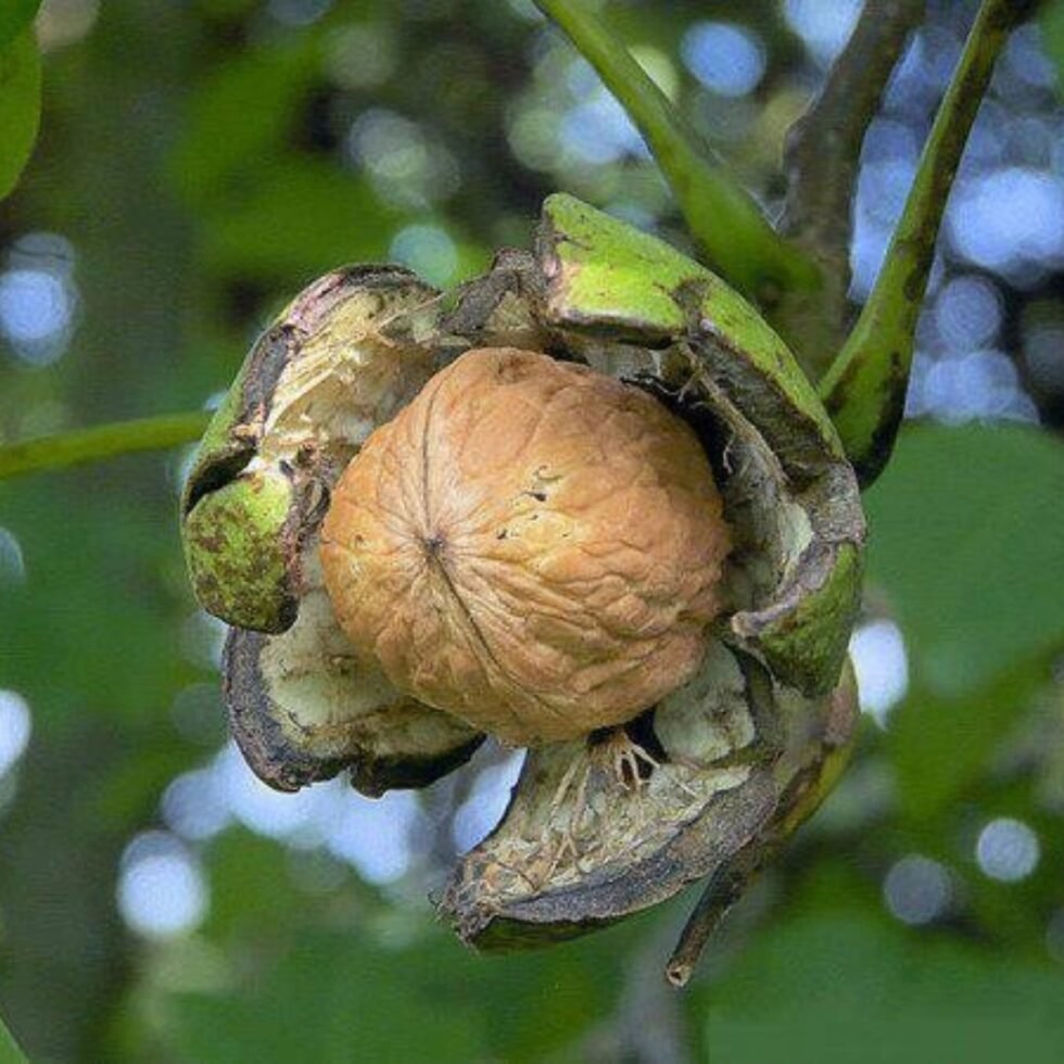 Premium Himalayan Organic Walnuts (Akhrot) Kagzi– 100% Natural & Handpicked