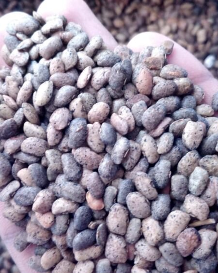 Karsog Kulath Dal – 100% Natural Horse Gram from Himachal's Heartland - Himachalbox.com