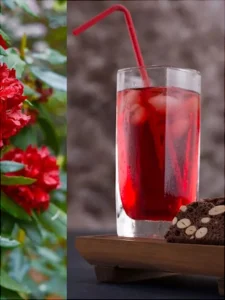 Rhodo (Buranshबुरांश) Juice Squash – A Himalayan Elixir - Himachalbox.com