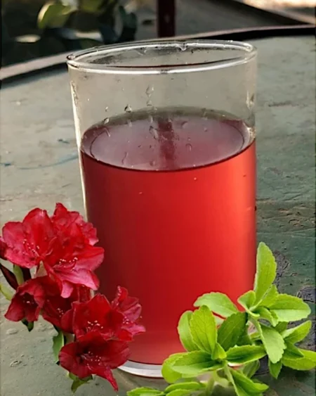Rhodo (Buranshबुरांश) Juice Squash – A Himalayan Elixir - Himachalbox.com
