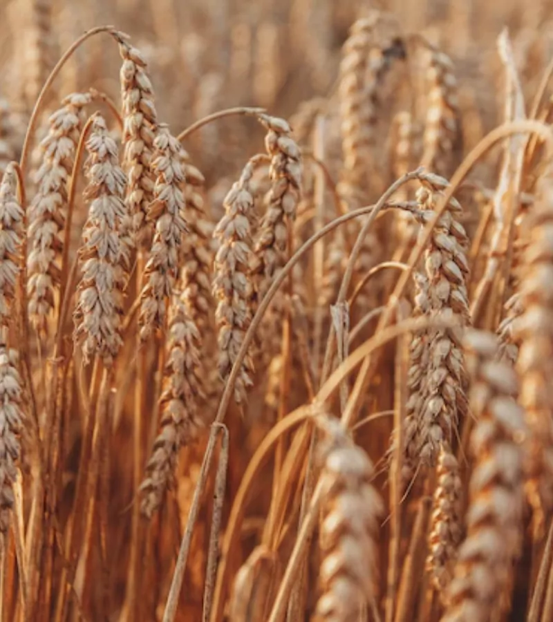 Jau Barley Seeds organic Jau Seeds by Himachal Box with Pahadi Goods