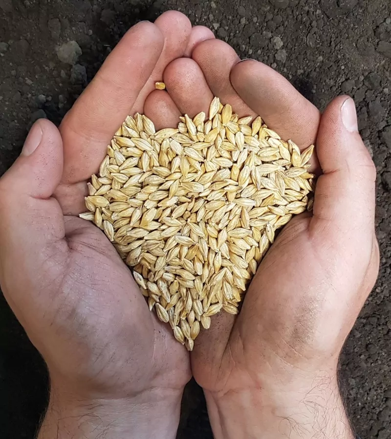 Jau Barley Seeds organic Jau Seeds by Himachal Box with Pahadi Goods