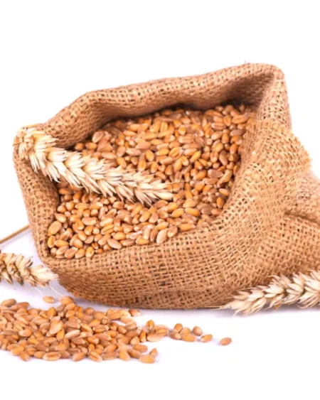 Jau Barley Seeds organic Jau Seeds by Himachal Box with Pahadi Goods