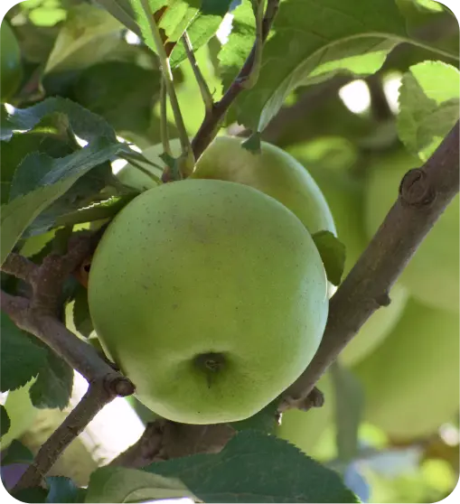 green-golden-delicious-apples-kullu-himachalbox