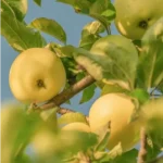 green-golden-delicious-apples-kullu-himachalbox