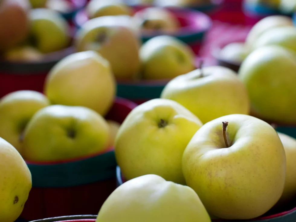 green-golden-delicious-apples-kullu-himachalbox