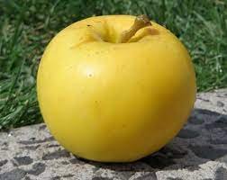 green-golden-delicious-apples-kullu-himachalbox