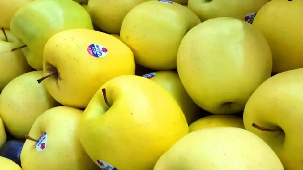 green-golden-delicious-apples-kullu-himachalbox
