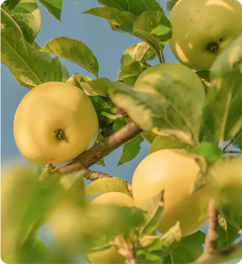 green-golden-delicious-apples-kullu-himachalbox