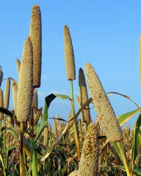 organic-bajra-seeds-pearl-millet-himachalbox