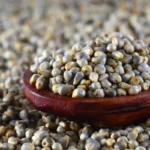 organic-bajra-seeds-pearl-millet-himachalbox