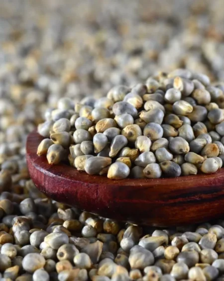 organic-bajra-seeds-pearl-millet-himachalbox