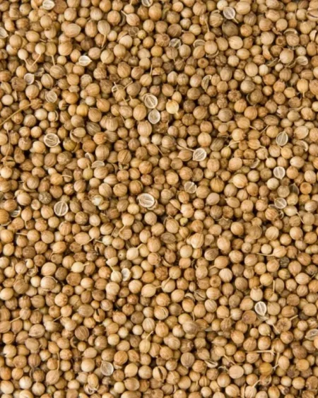 organic-coriander-seeds-dhaniya-himachalbox