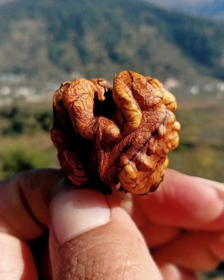 organic-himachali-walnut-kernels-akhrot-giri-himachalbox