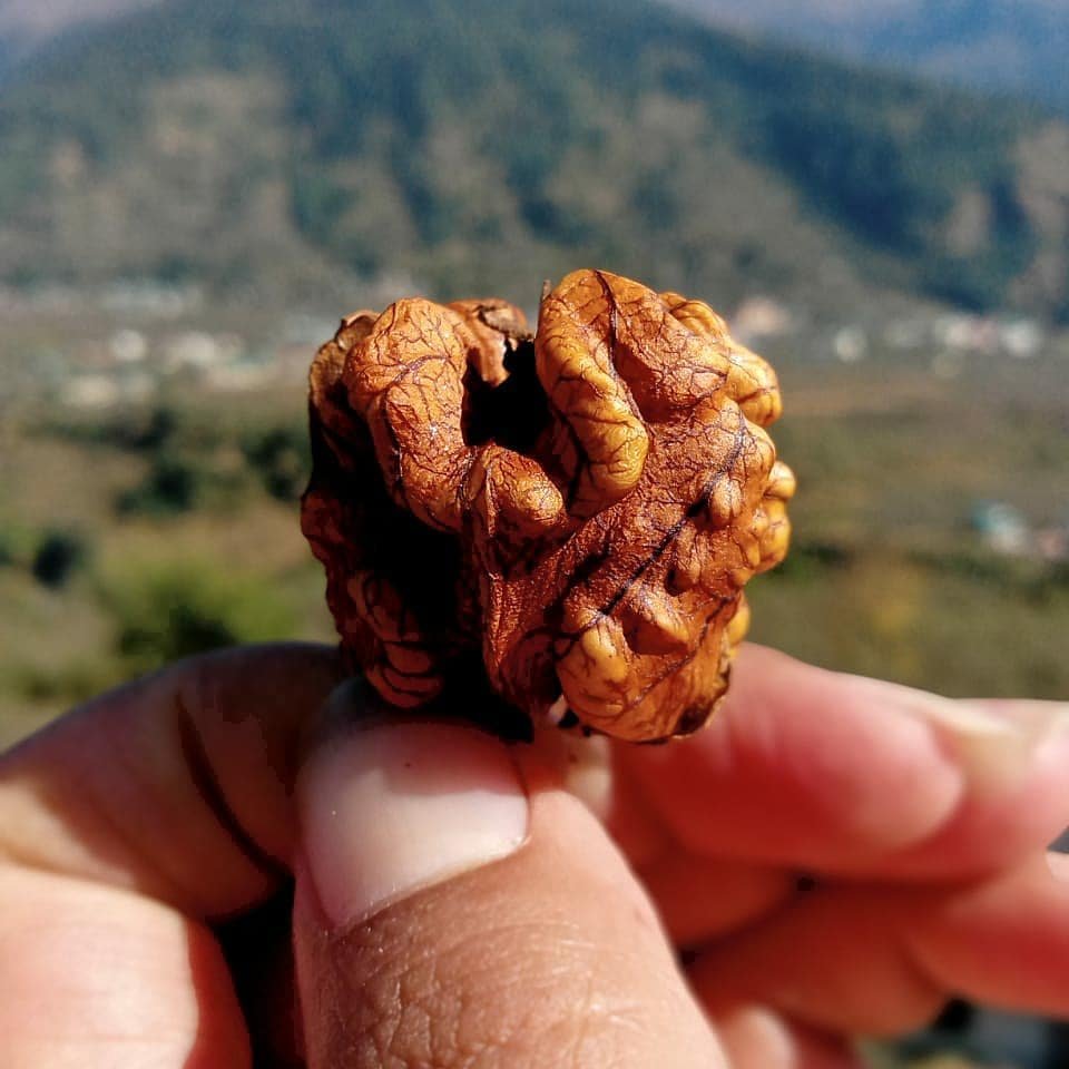 organic-himachali-walnut-kernels-akhrot-giri-himachalbox