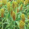 Grains