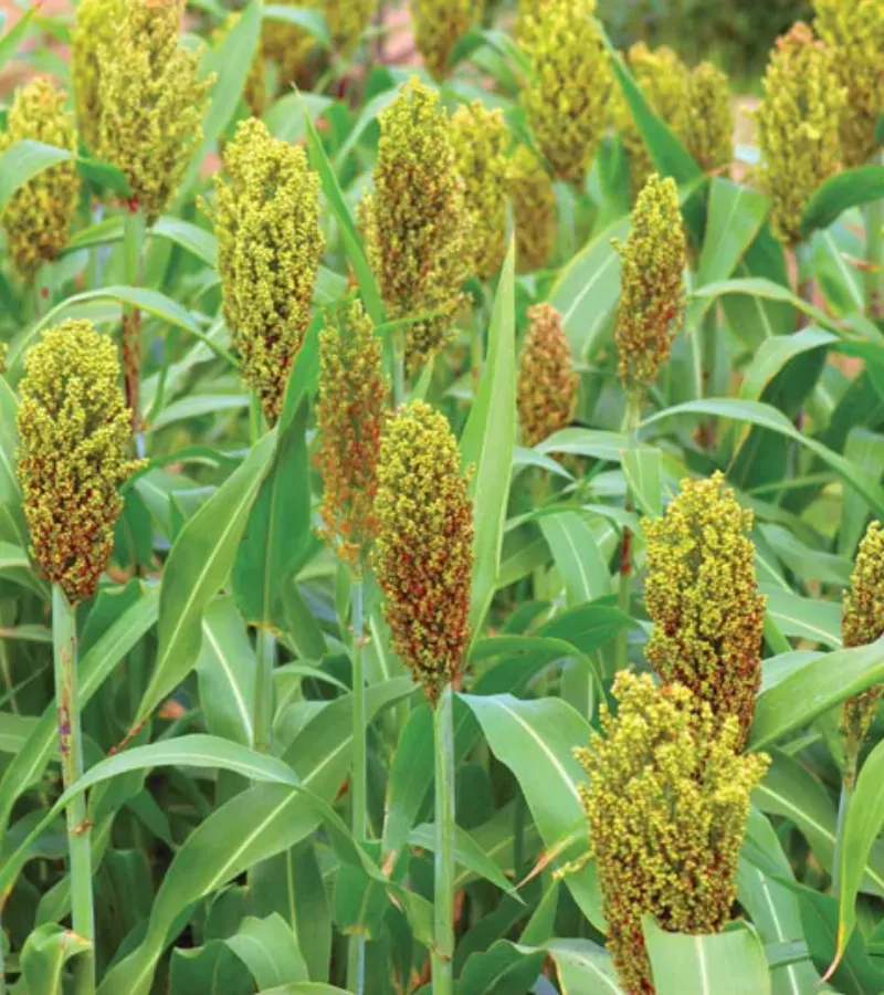 organic-jowar-seeds-sorghum-himalayan-grain-himachalbox