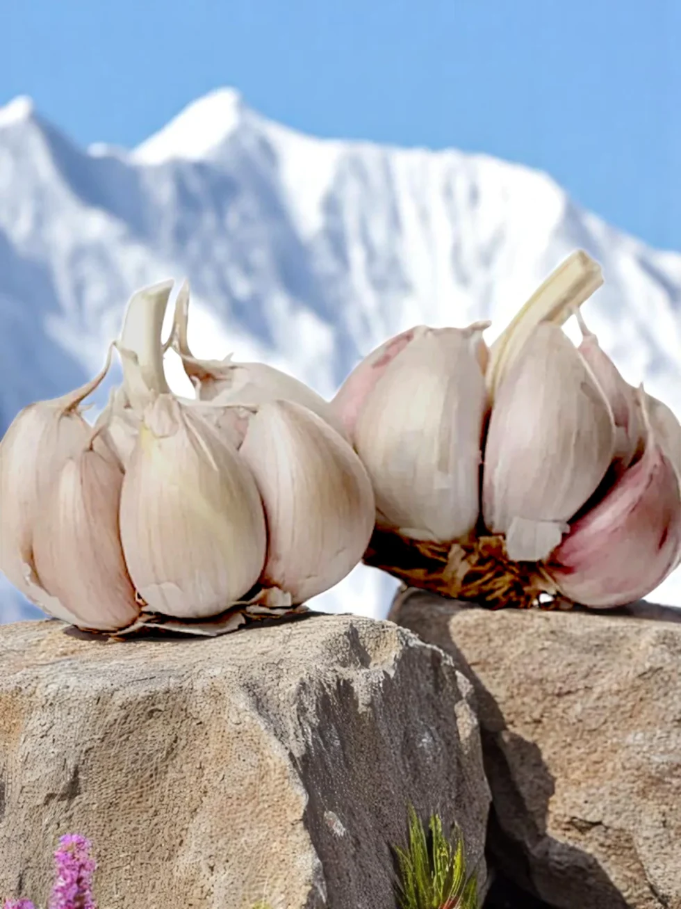 organic-pahadi-garlic-lahsun-cloves-himachalbox