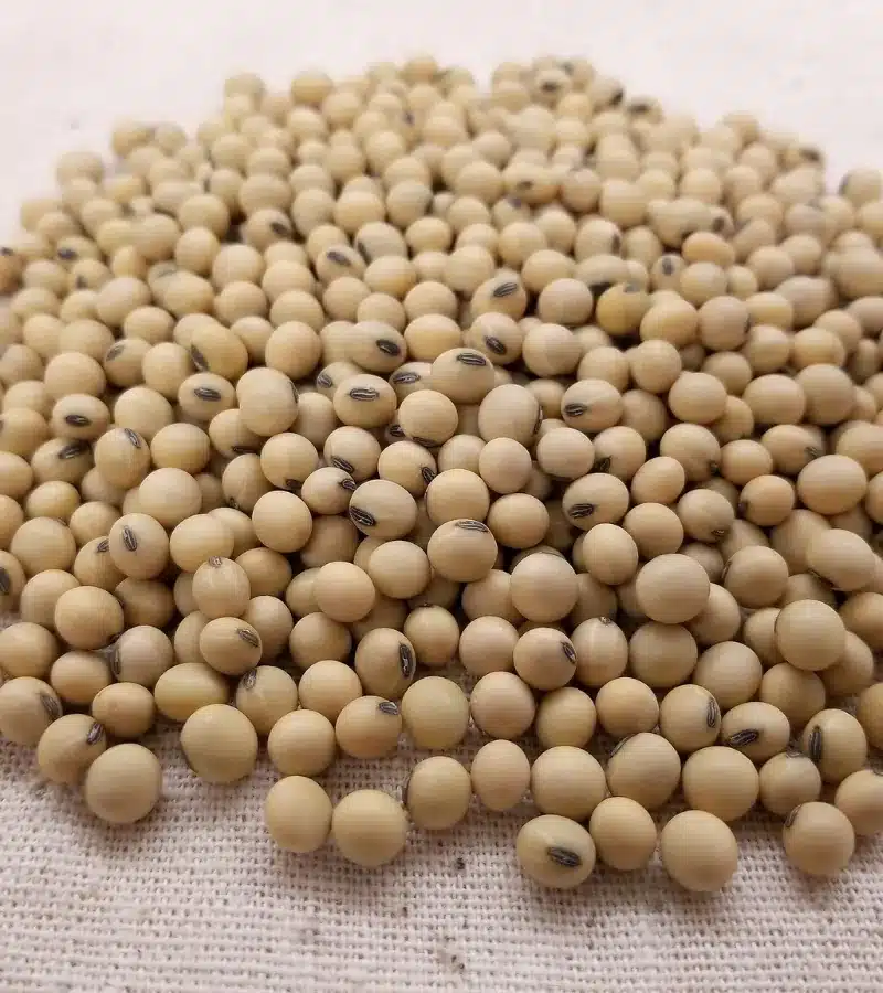 pahadi-soya-bean-dal-bhat-dal-organic-himachalbox