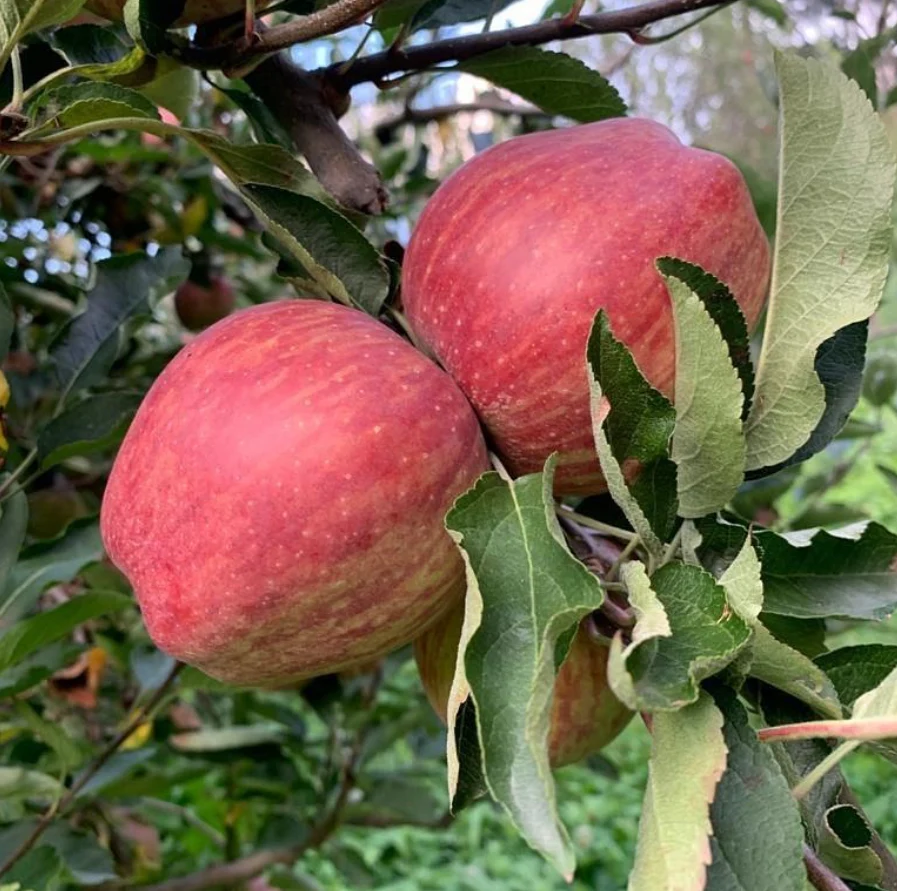 red-royal-kullu-apples-preorder-himachalbox