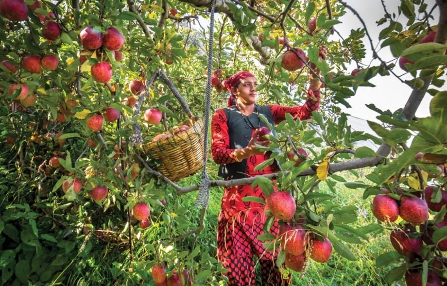 red-royal-kullu-apples-preorder-himachalbox