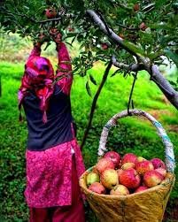 red-royal-kullu-apples-preorder-himachalbox