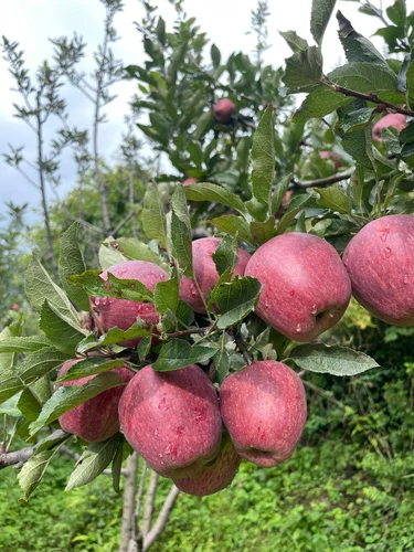 red-royal-kullu-apples-preorder-himachalbox