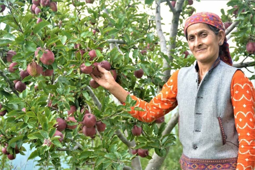 red-royal-kullu-apples-preorder-himachalbox