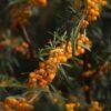 Seabuckthorn