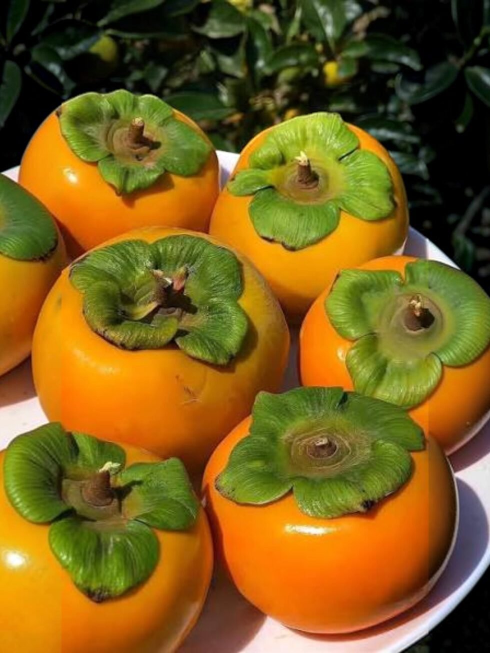 Himachal Fresh Persimmon Fruit Japani Phal
