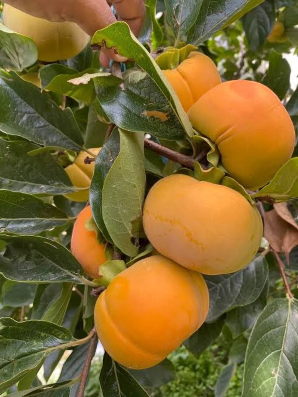Himachal Fresh Persimmon Fruit Japani Phal