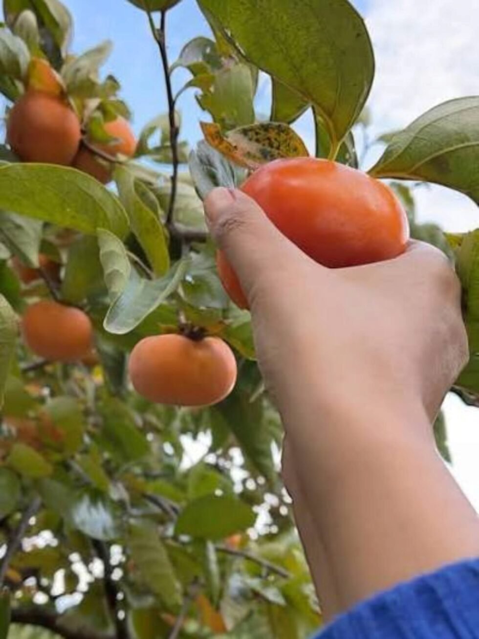 Himachal Fresh Persimmon Fruit Japani Phal