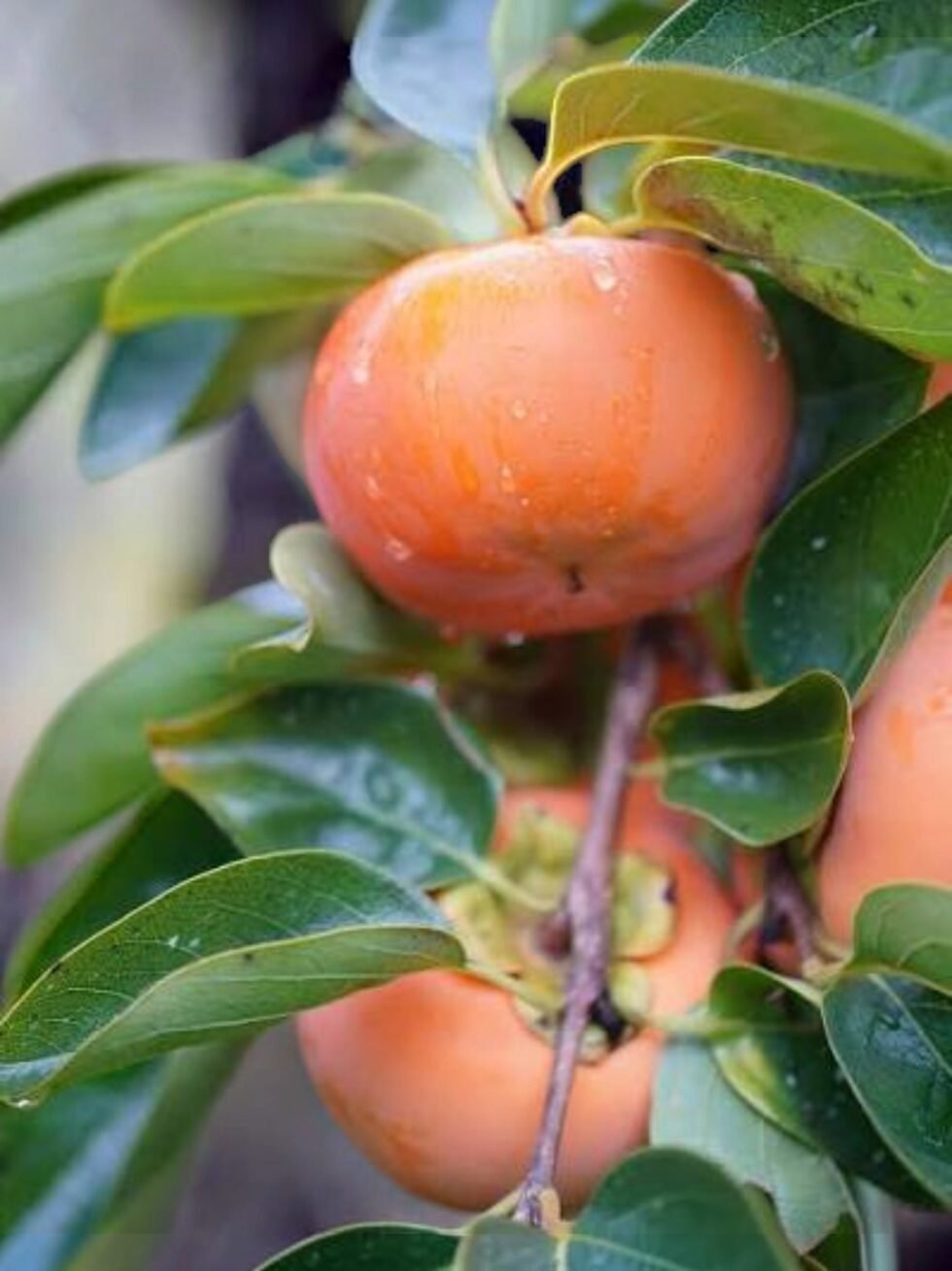 Himachal Fresh Persimmon Fruit Japani Phal