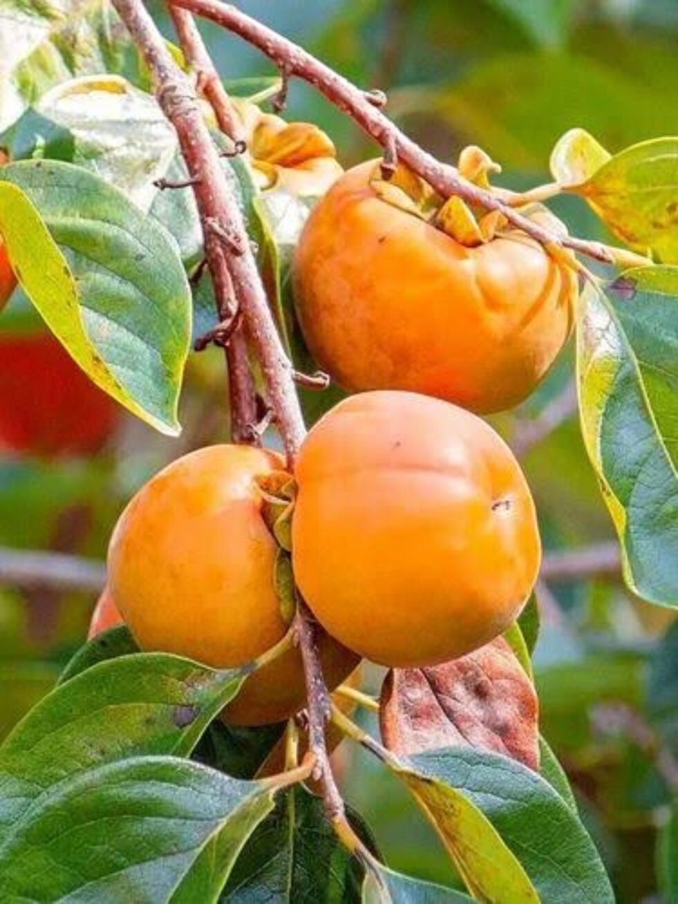 Himachal Fresh Persimmon Fruit Japani Phal